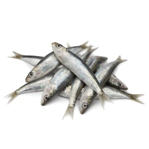 Latterino mrożone 1kg